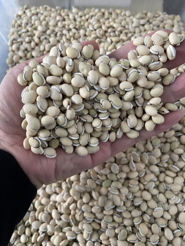 【正宗药用川扁豆】正宗药用扁豆四川老品种